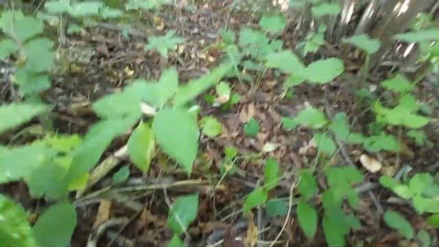 Сбор орехов лещины смотреть онлайн