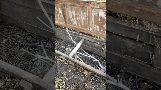 Инжир. Зимнее укрытие Инжира. Зашита Инжира от мышей .