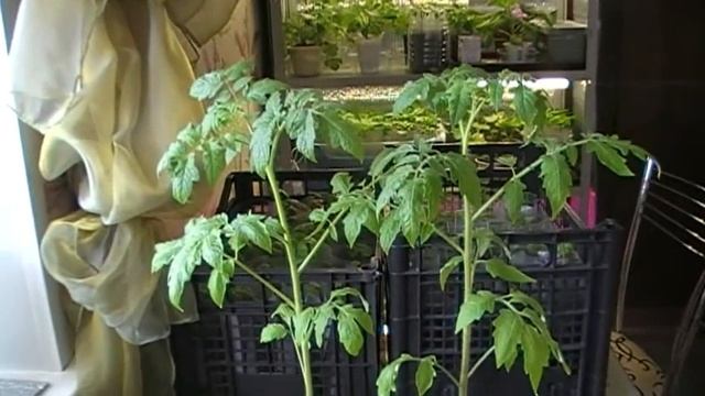 12 апреля 2019г. ТОМАТ ОРАНЖЕВЫЙ ГИГАНТ ДМИТРИЕВА обзор рассады смотреть онлайн