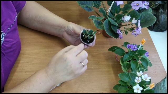 Укоренение цветоносов смотреть онлайн