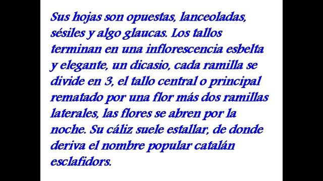 COLLEJA (Silene vulgaris) PLANTAS MEDICINALES смотреть онлайн