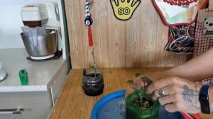 Прививка Павловского Померанца в расщеп  на мандарин и лимон