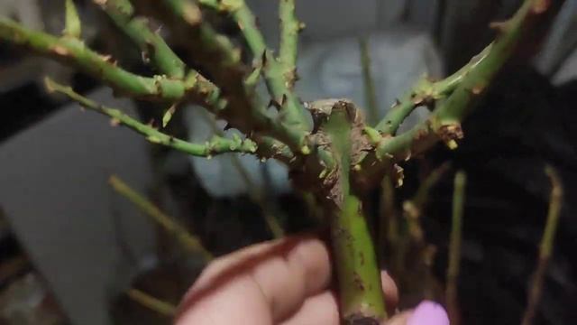 Зимовка моих штамбовых роз? и гортензий? в горшках.3 места хранения. смотреть онлайн