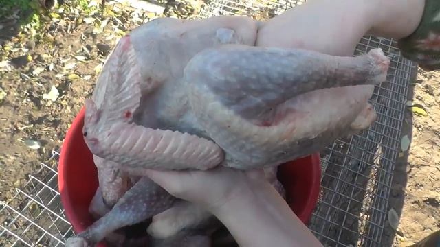 Тушка цесарки и бройлера смотреть онлайн