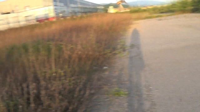 Охота на перепёлку с легавой собакой Перепел в лицо смотреть онлайн