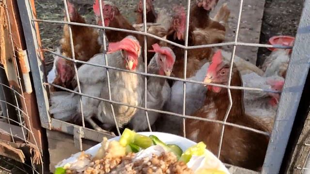 Главная ошибка при кормлении кур -несушек