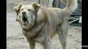 Лай собаки. Какой звук издает собака. Лай пса. | Sound dog, voice dog, puppy