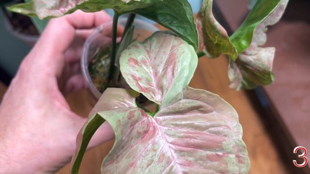 SYNGONIUM CONFETTI MILK   HD 1080p