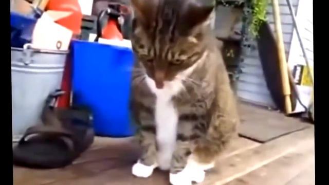 Приколы про животных. Самые смешные и позитивные смотреть онлайн