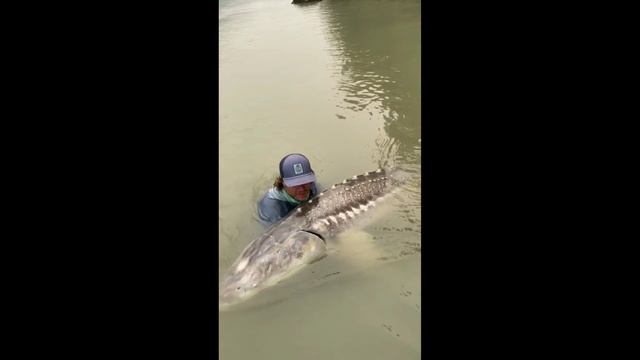 Огромный осётр #Shorts