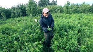 КАК Я ЗАРАБОТАЛ НА ДОМ В ДЕРЕВНЕ НА ДИКОРОСАХ И НЕ ТОЛЬКО!