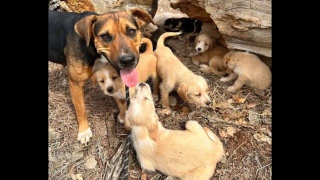 Мама-собака привела людей к своим деткам-щеночкам. смотреть онлайн