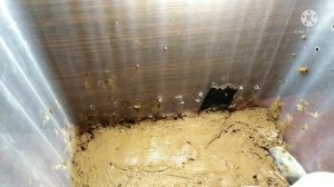 Дикорирование глиненного террариум для эублефара. Первый опыт!