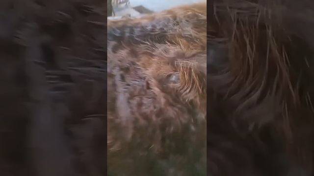 Иш кебу сиыр малы. Вздутие живота у коровы что делать?