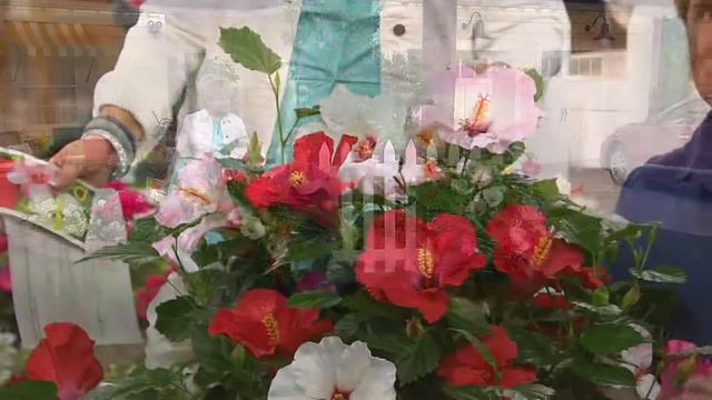Cottage Farms Dazzling Design 3-in-1 Honeymoon Hibiscus with Carolyn Gracie смотреть онлайн