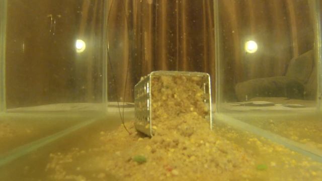 Прикормка увлажненная водой с добавлением мелассы и кокосовой стружки смотреть онлайн