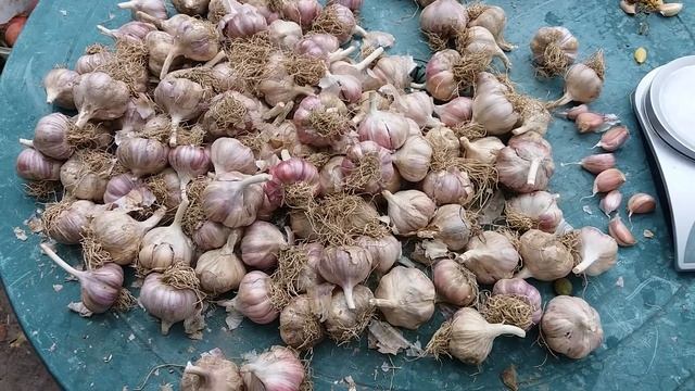 За месяц до посадки чеснока. Обзор сорта Софиевский. смотреть онлайн