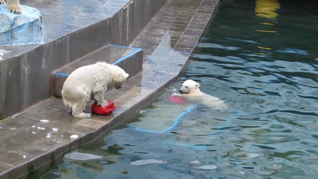 Медвежонок прыгает в воду с разбега и ныряет вниз головой 03.06.2019 смотреть онлайн