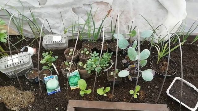 Теплица "Капелька"из поликарбоната.Что растёт в ней в начале мая. смотреть онлайн