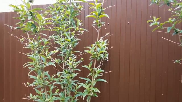 8 мая в Саду на трех холмах смотреть онлайн