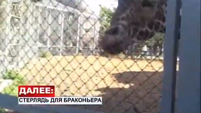 Новосибирскому зоопарку подарили жирафа смотреть онлайн