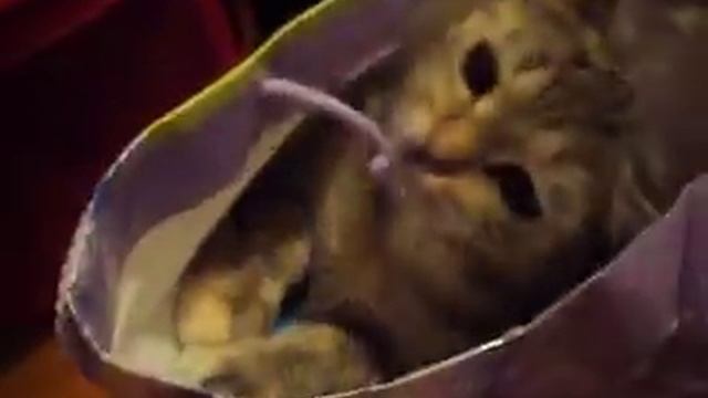 Кошка Ромашка упала с пакетом из-за верёвочки! смотреть онлайн
