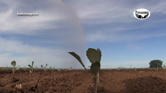 Студенческая практика в ЗАО "Куликово". 31.05.2021 смотреть онлайн