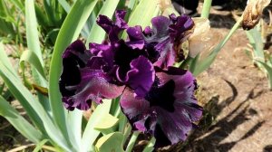 Cад ирисов / Лучшие сорта ирисов