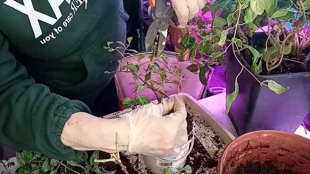 #ОБРЕЗКА И ПЕРЕСАДКА ФУКСИЙ В ФЕВРАЛЕ#Весенний уход за фуксией# смотреть онлайн