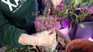 #ОБРЕЗКА И ПЕРЕСАДКА ФУКСИЙ В ФЕВРАЛЕ#Весенний уход за фуксией#