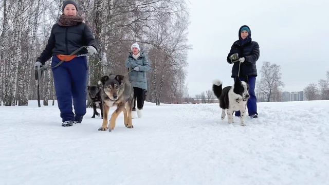 Выгул собак в приюте Некрасовка. Приезжайте к нам ❤️ смотреть онлайн