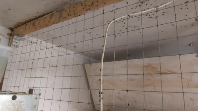Как избавиться от мух в курятнике всего за один день. смотреть онлайн