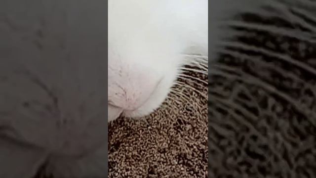 Кролик дышит смотреть онлайн