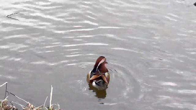 Утка мандаринка в сквере по Олонецкому проезду смотреть онлайн
