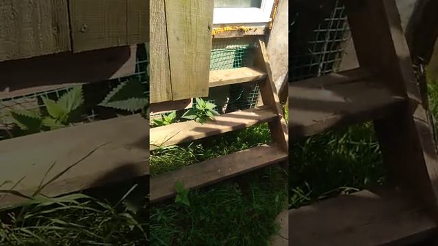 Утятник. Как построить утятник ,если места на участке мало смотреть онлайн