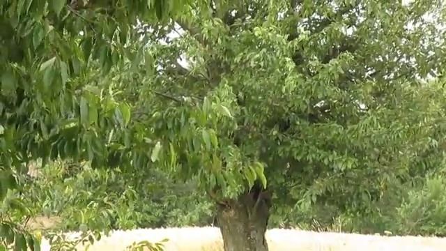 Дикие черешни Украины смотреть онлайн