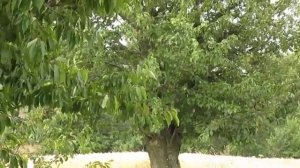 Дикие черешни Украины