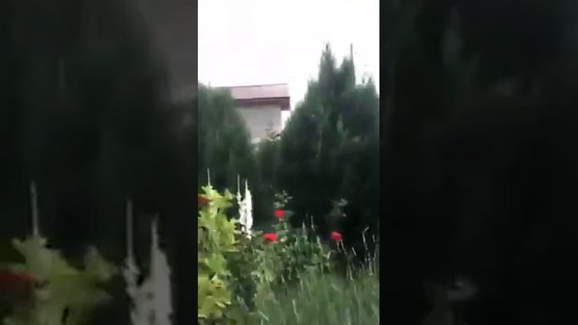 Lili’s garden-Romania-Ploiesti смотреть онлайн
