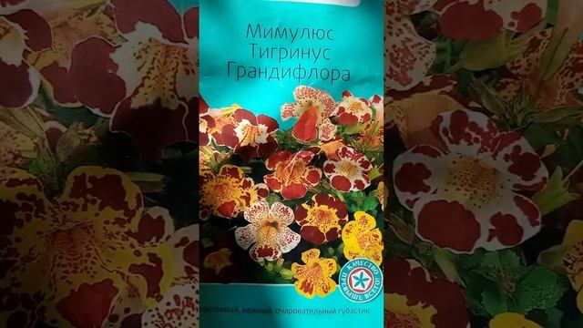 Что не буду сажать на следующий год или как я пробовала выращивать неизвестные мне цветы ?????? смотреть онлайн