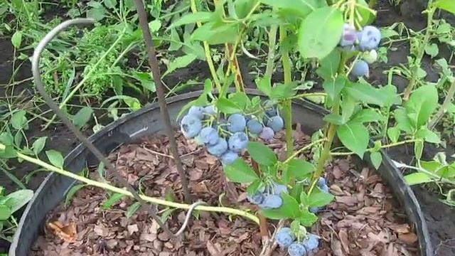 Плодоношение и размножение черники Дарроу смотреть онлайн