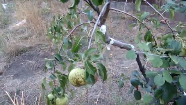 Прививка груши на взрослой айве смотреть онлайн