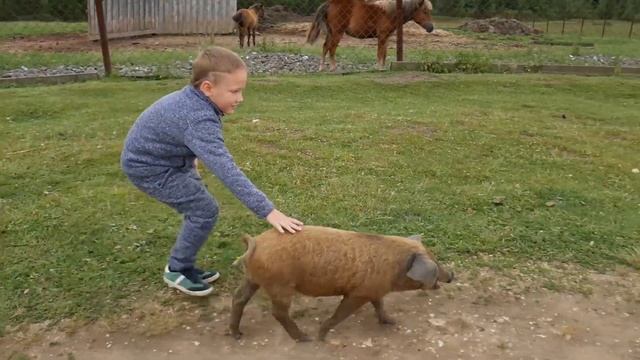 Укупник, олени, хаски: Висимская зооферма летом смотреть онлайн