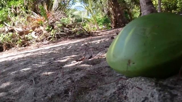 Как добывать кокос. Мальдивы, остров Тодо смотреть онлайн