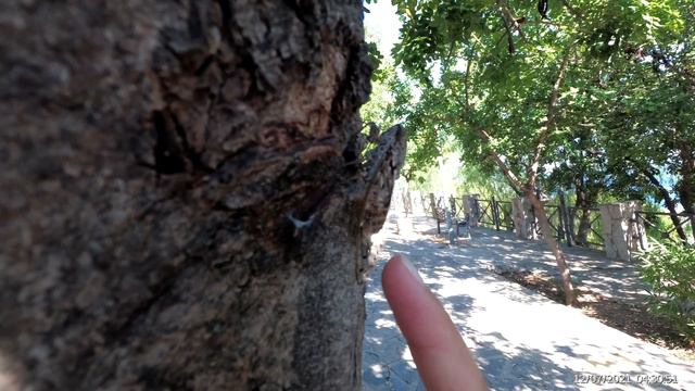 Цикада - поющее насекомое :) смотреть онлайн