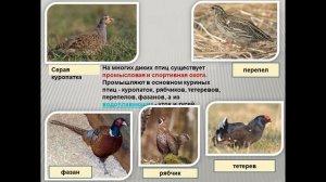 Значение птиц в природе и жизни человека