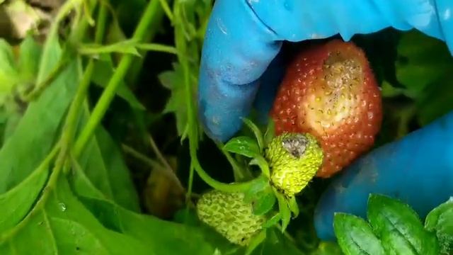 Что делать? серая гниль ягоды клубники смотреть онлайн