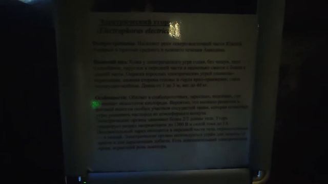 Воронежский ОКЕАНАРИУМ с Давидом! смотреть онлайн