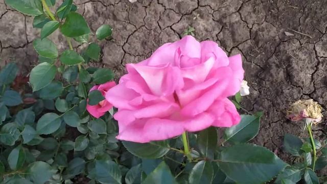 ПАРФЮМ РОЯЛ (Parfum Royal Climbing), Adam, Франция, 2014г. Плетист. чайно-гибридн. (Hybrid Tea, Cl. смотреть онлайн