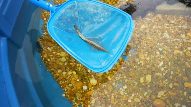 BUYING Every STRANGE FISH Off The WEB For My AQUARIUM! смотреть онлайн