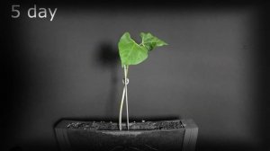 Ускоренный рост растений. Фасоль. Accelerated plant growth. Beans.